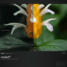 Load image into Gallery viewer, benj™ | Deep Cinema x Muted Bundle