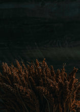 Load image into Gallery viewer, benj™ | Deep Cinema x Muted Bundle